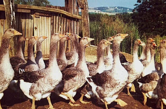 oie 1.jpg (69013 octets)